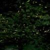 Swarm of fireflies 