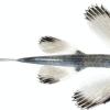 A small fish from above