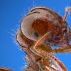 Fire ant close up 