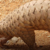 pangolin