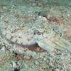 A cuttlefish on the ocean floor 