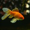 Goldfish