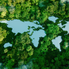 Forrest seen from the air