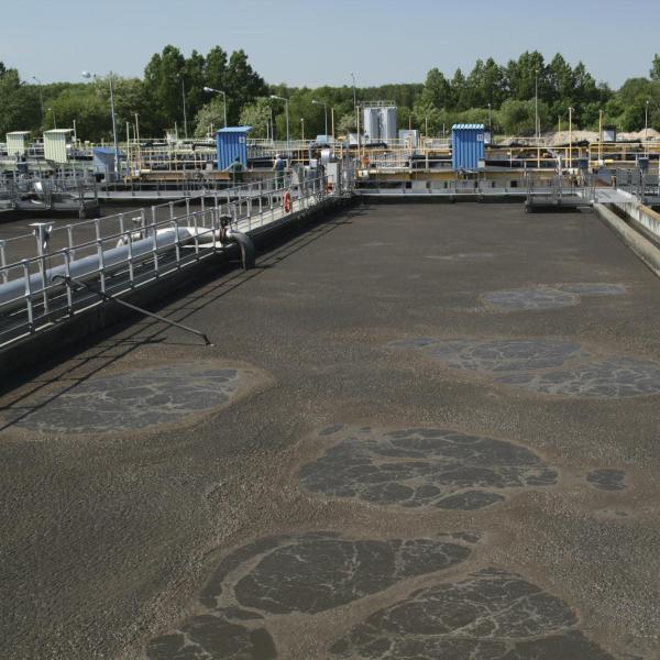 Sewage sludge