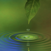 A leaf dropping water on to a pond 