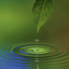 Water dripping off a leaf 