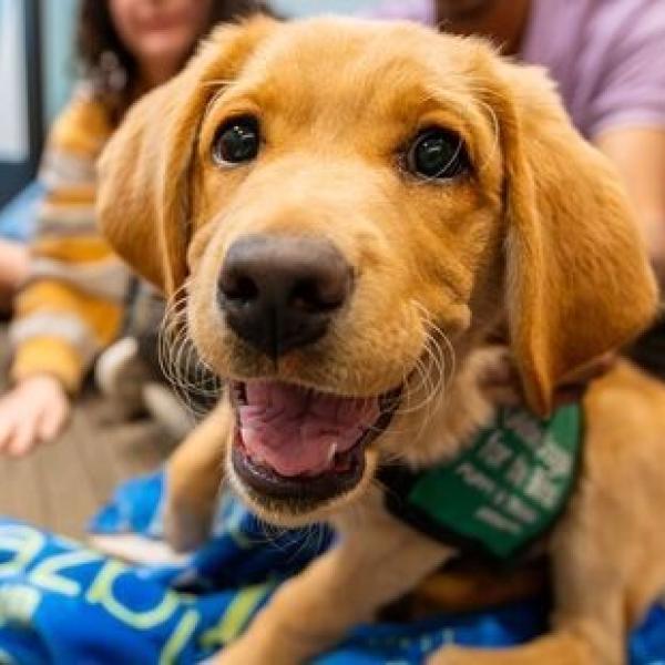 Photo of Therapy Dog
