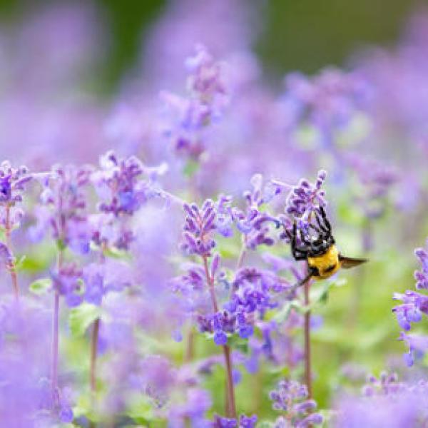 purple wildflowers with a bee on one of them