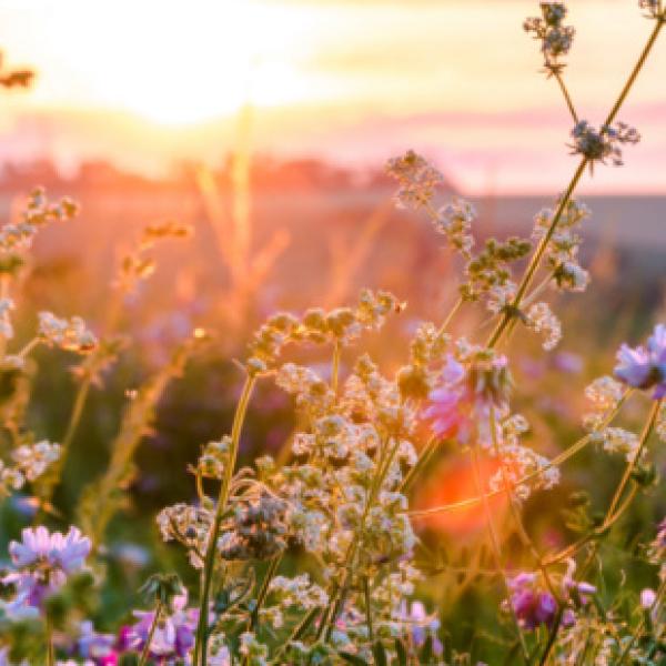 close up of purple and white wildflowers