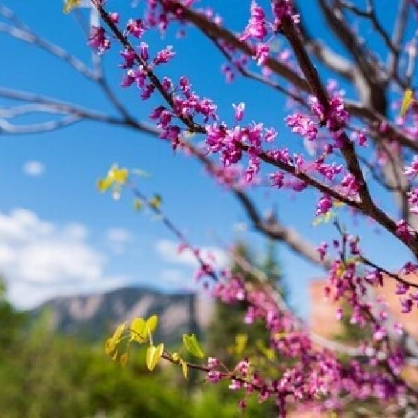 Branch of tree with flowers and mountains and trees in the background