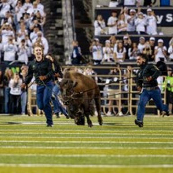 Two people holding Ralphie's leashes running on field at CU football game
