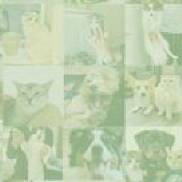 graphic of images of pets
