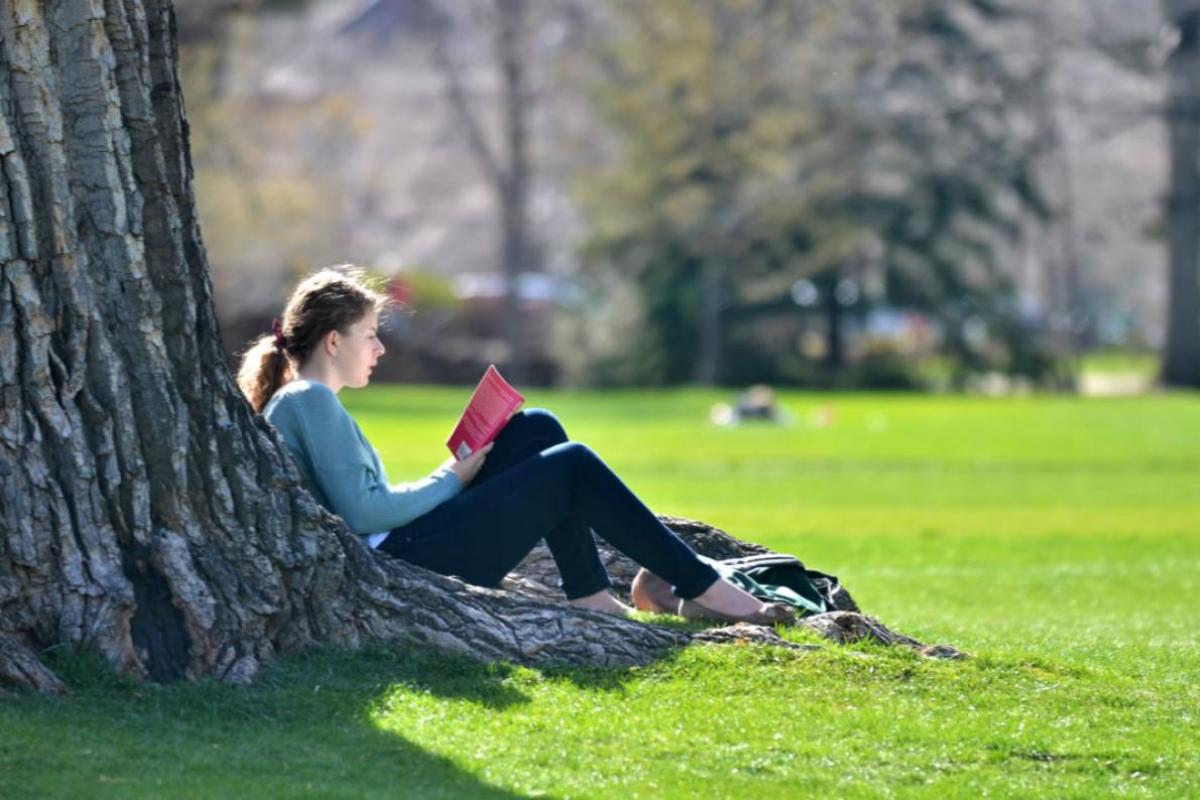Student reading under a tree