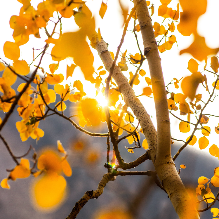 fall leaves on an aspen tree