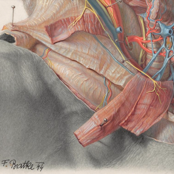 Scientific drawing of shoulder