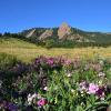 Image of the Flatirons behind a bed of flowers.