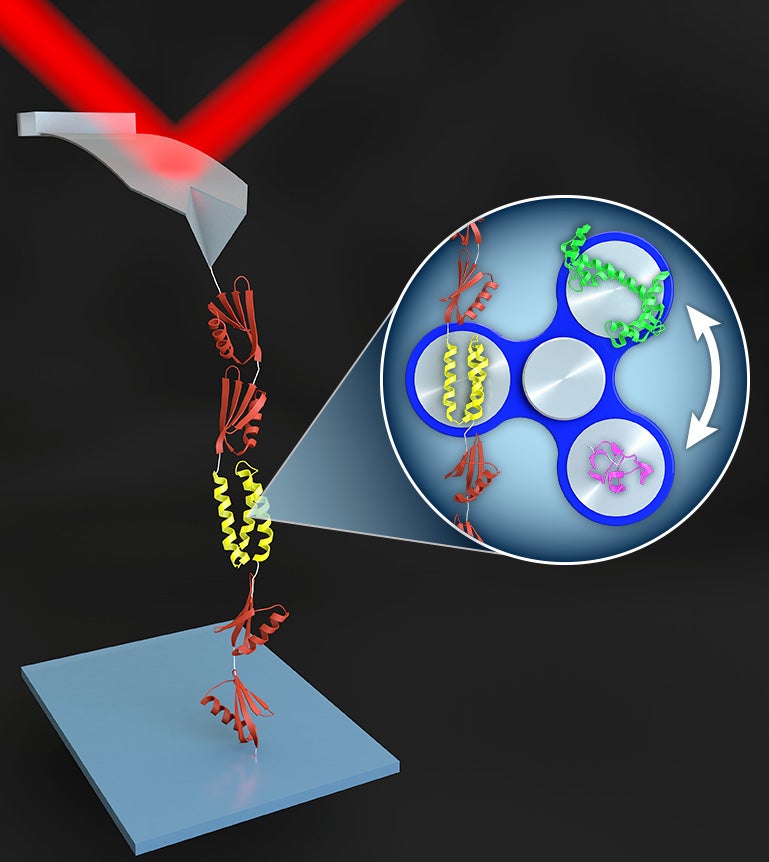 The Perkins group’s newest effort greatly accelerates studying individual proteins fold and unfold in this simple setup: An engineered polyprotein (orange) readily incorporates the protein under study (yellow). The polyprotein construct reversibly attaches to the AFM tip but is covalently attached to the surface. Different proteins can be easily switched into and out of this configuration for AFM-based folding and unfolding studies. Image credit: Steven Burrows / JILA