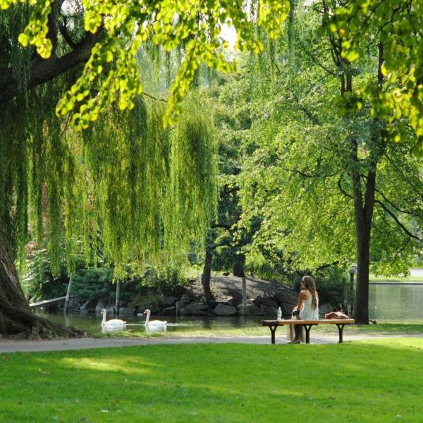 A person sitting on a bench surrounded by lush green grass and large trees with green foliage.