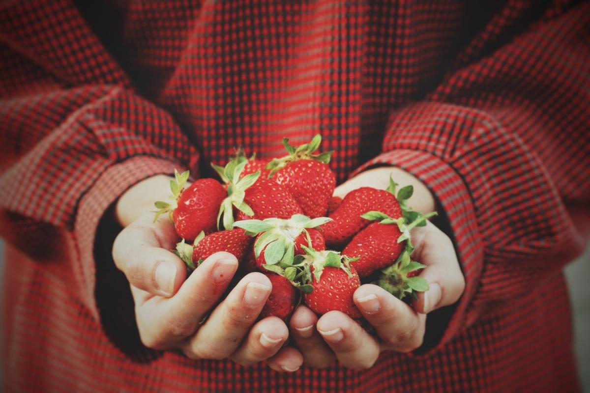 Two hands holding strawberries