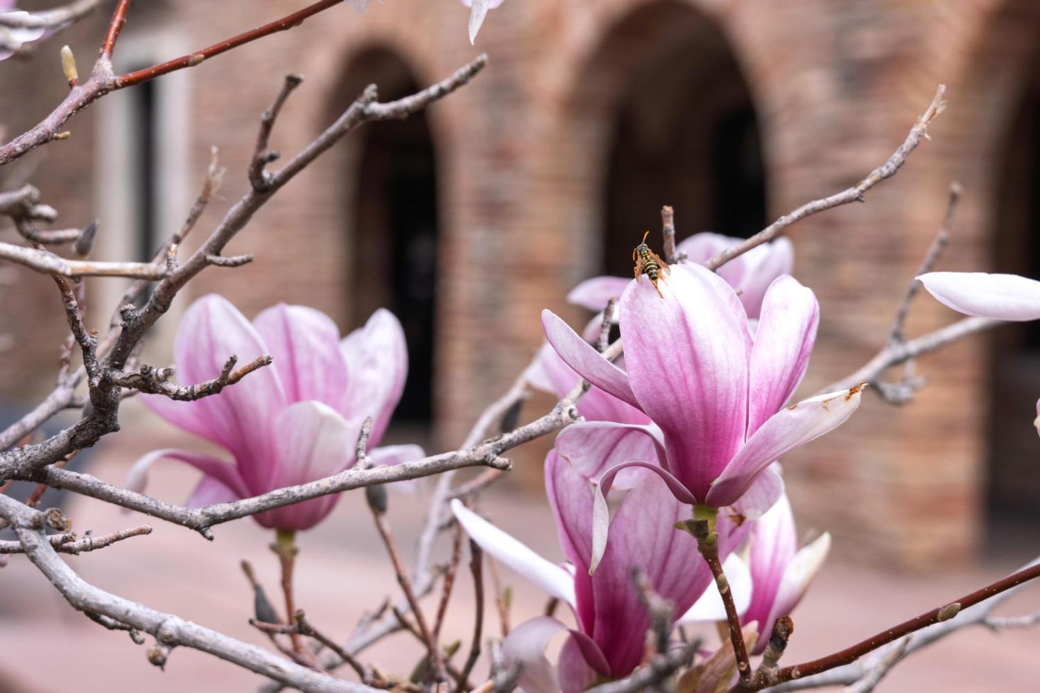 Blooms and a bee portend Spring is just around the corner. This is outside the McKenna Languages building. (Photo by Glenn J. Asakawa/University of Colorado)