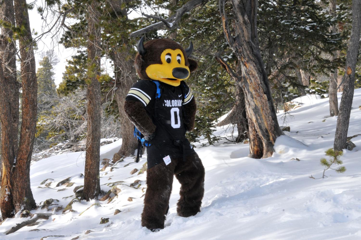 CU Mascot in the Snow