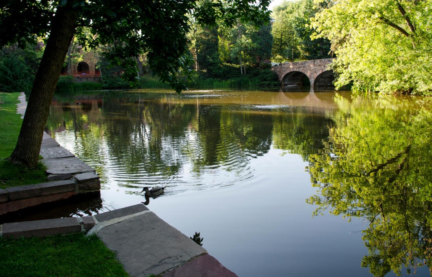 Varsity Lake on CU Boulder campus with a bridge in the background and duck swimming peacfully.