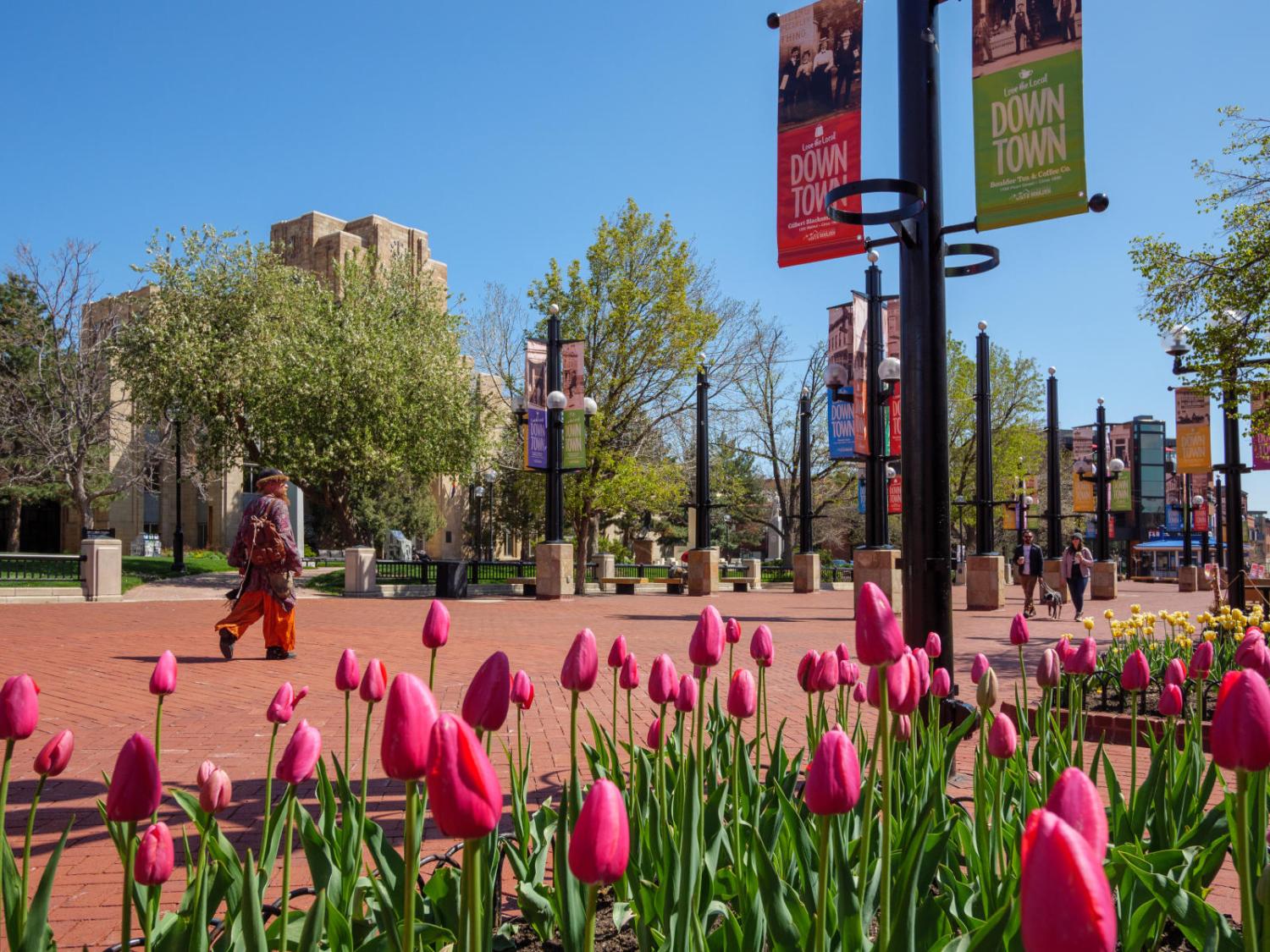 Tulips on pearl street