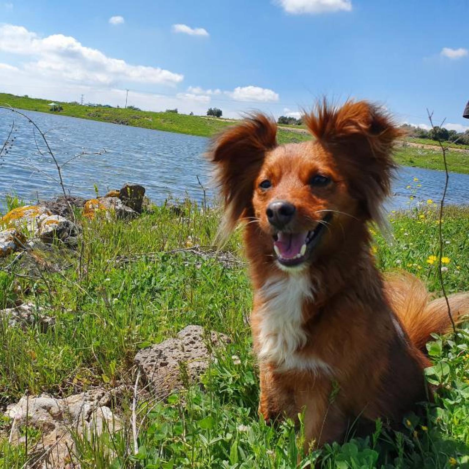 Orange dog