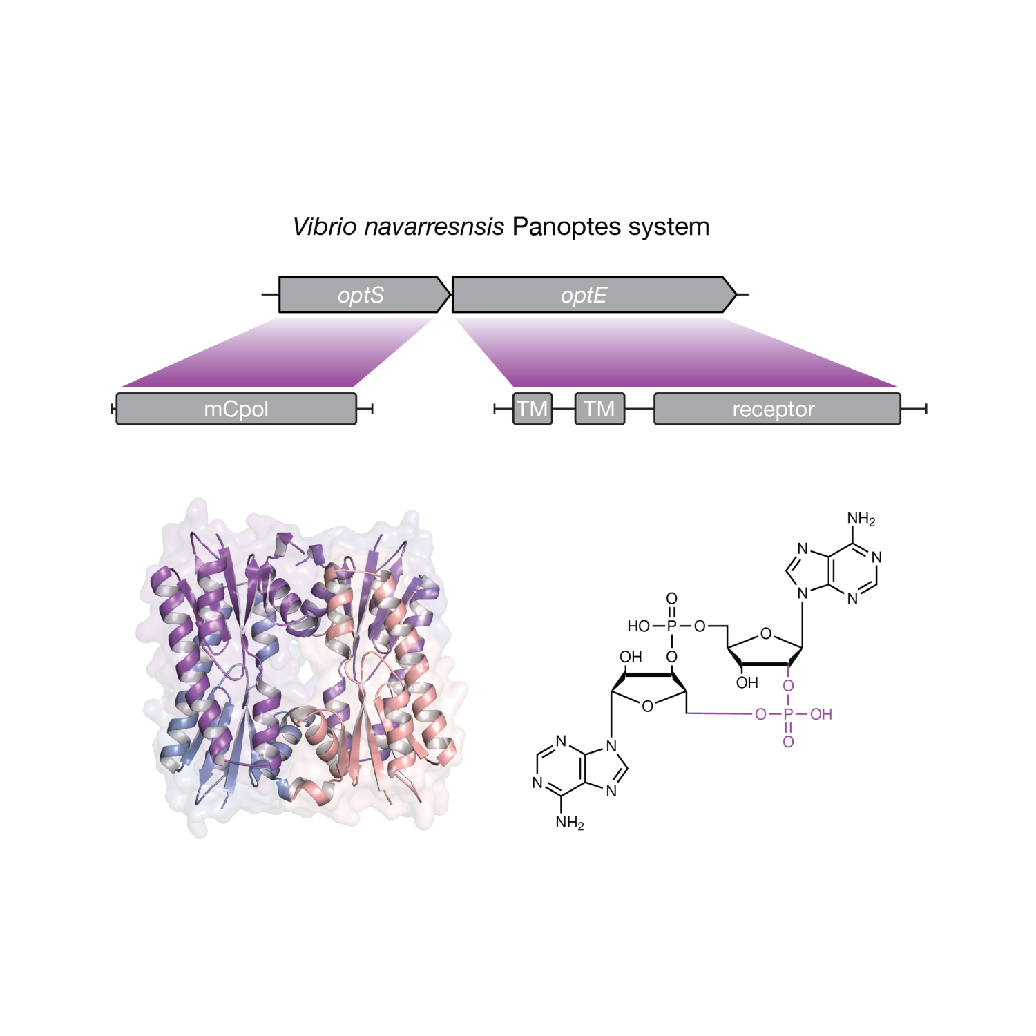 Panoptes System Thumbnail