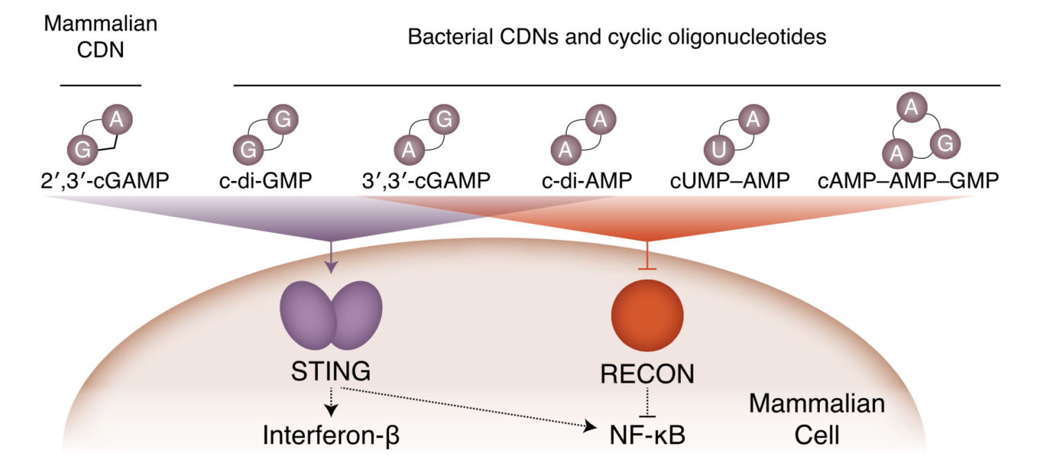 CD-NTases and the immune system