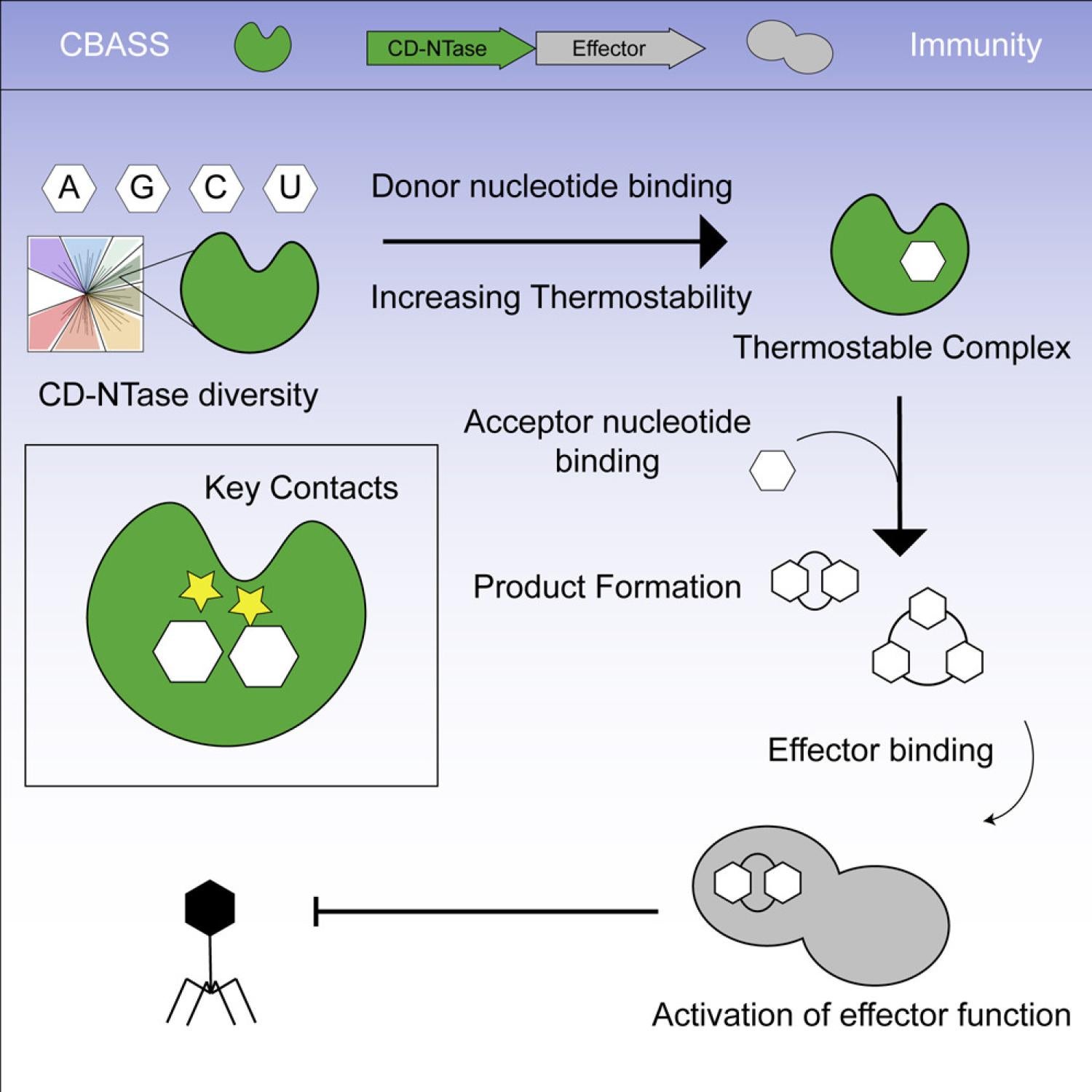Graphical Abstract
