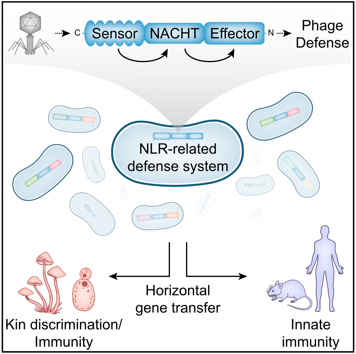 Kibby et al Cell 2023