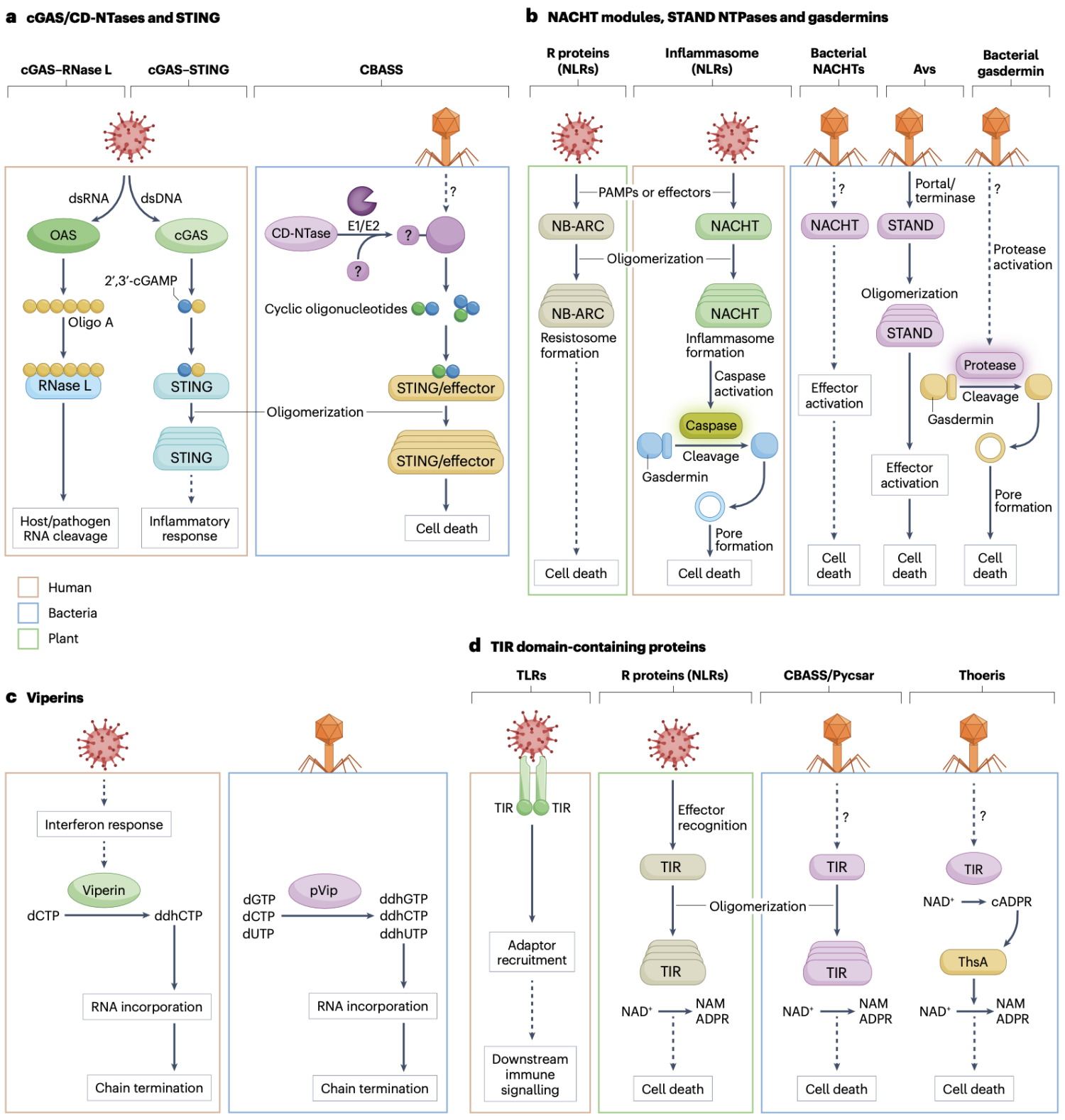 Conservation and similarity of immunity