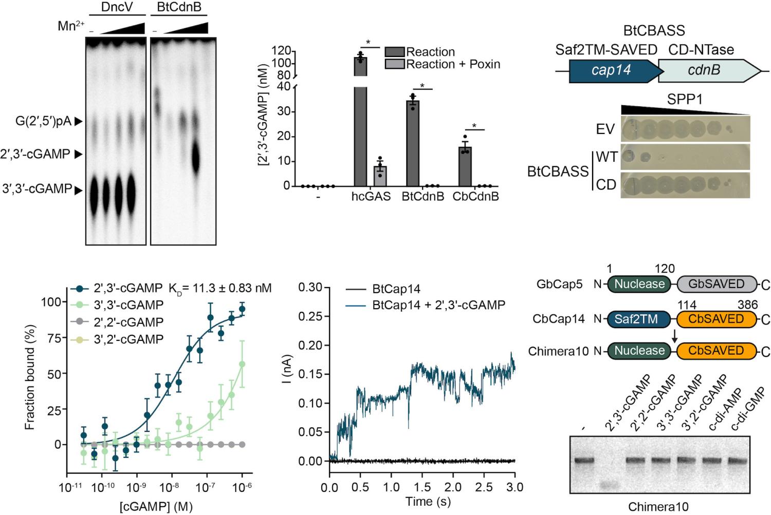Bacteria Synthesize 2',3'-cGAMP