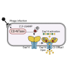 Bacteria Synthesize 2',3'-cGAMP