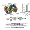 Ledivina and Ye et al Nature 2023