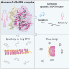 Graphical Abstract