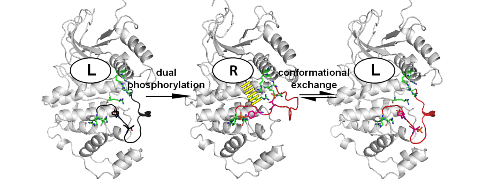 ERK_conformations