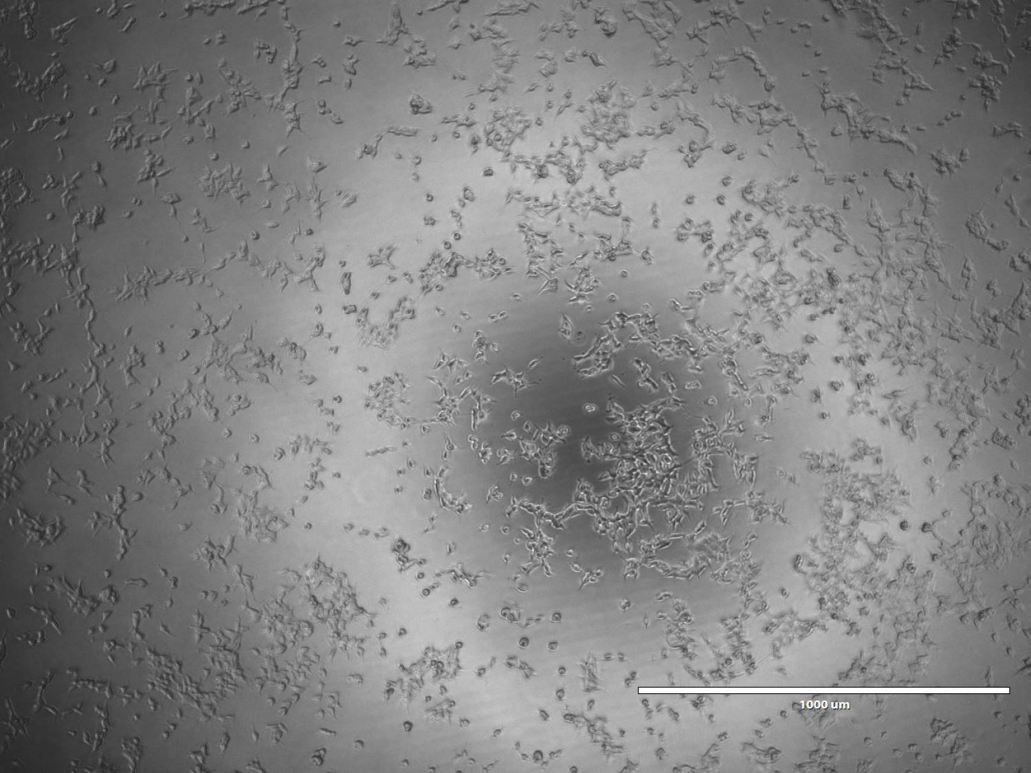 cells