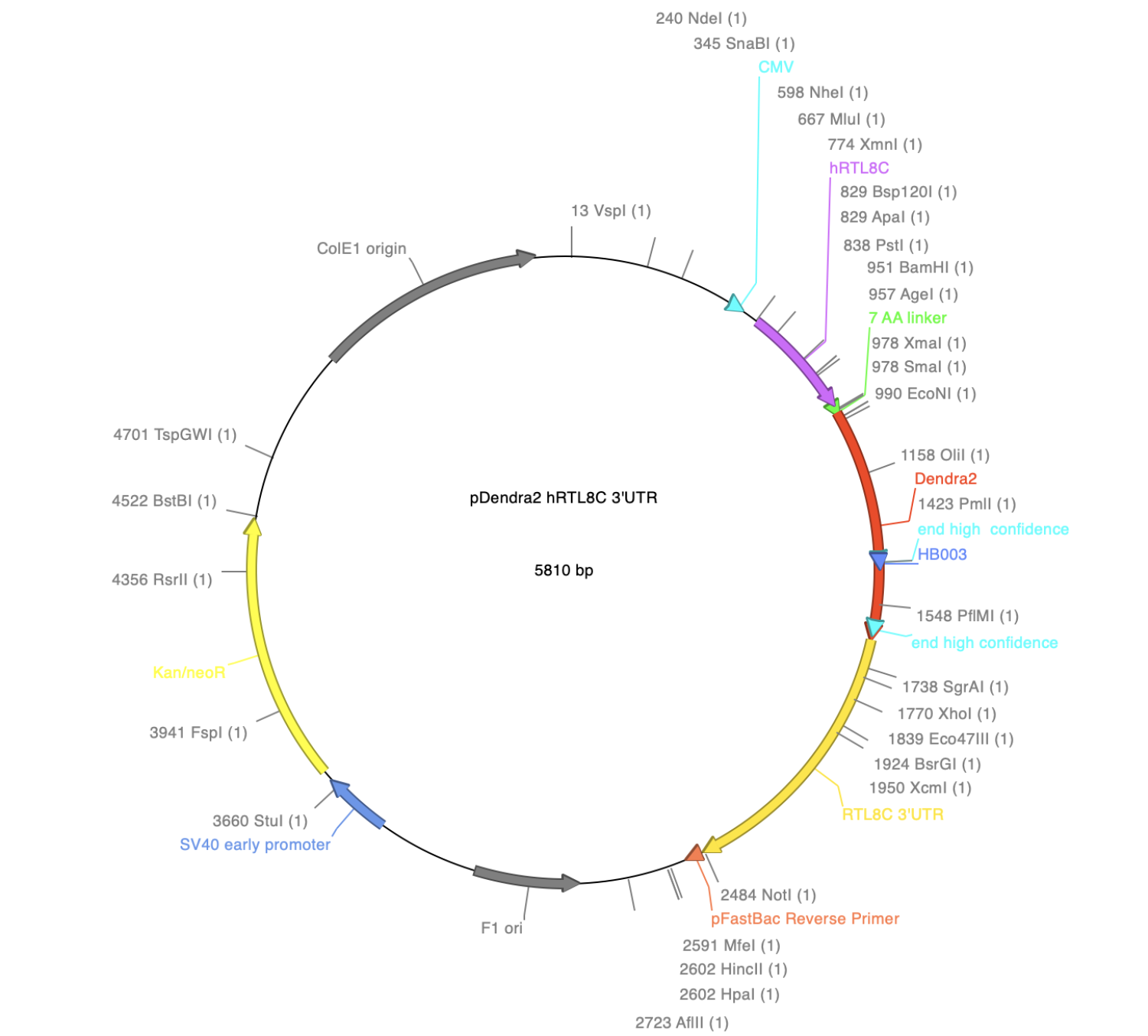 plasmid