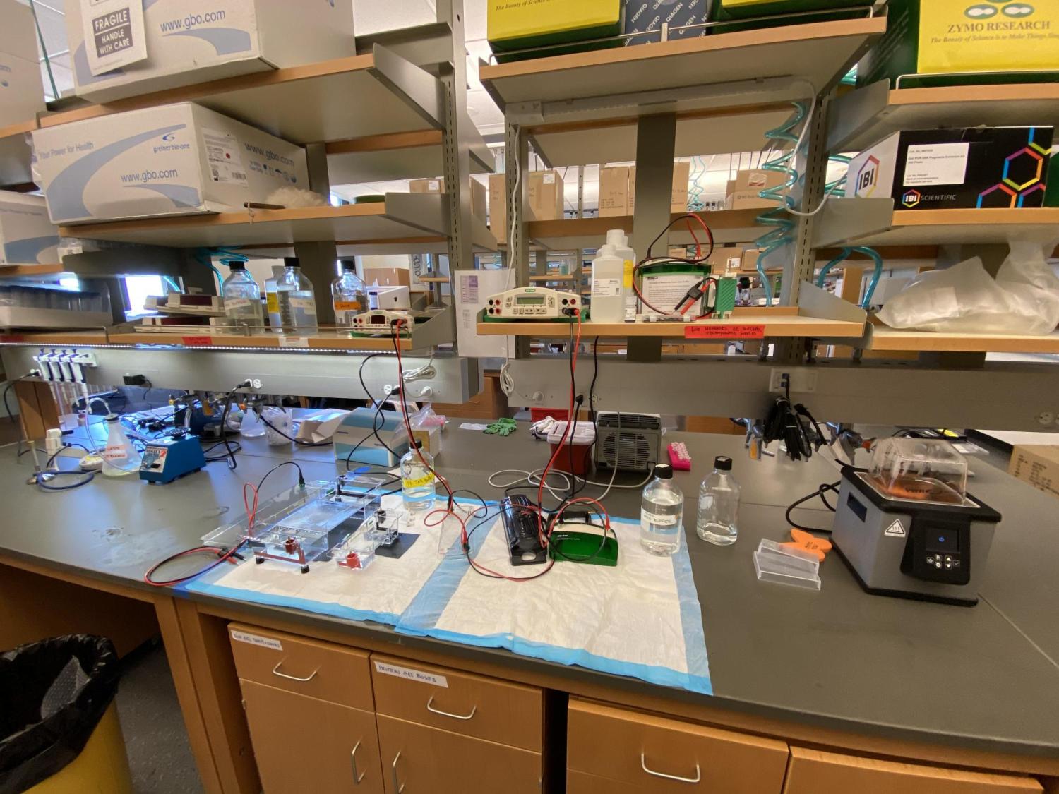 lab