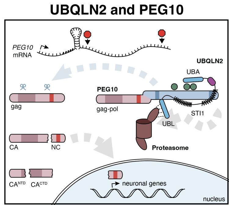 UBQLN2-PEG10 pathway