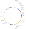 plasmid