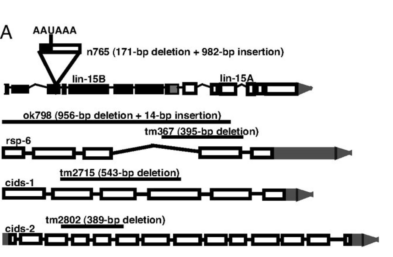 elegans mutations