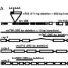 elegans mutations