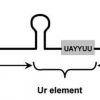elegans operon
