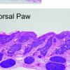 dorsal paw H and e staining