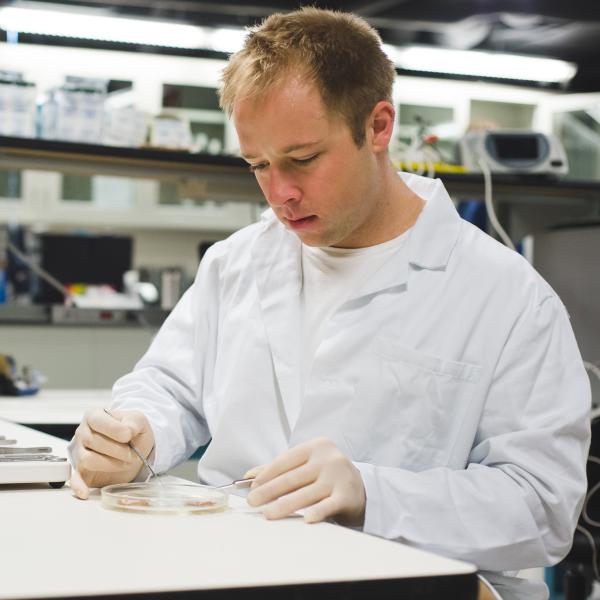 Eric Kramer dissecting tissue.