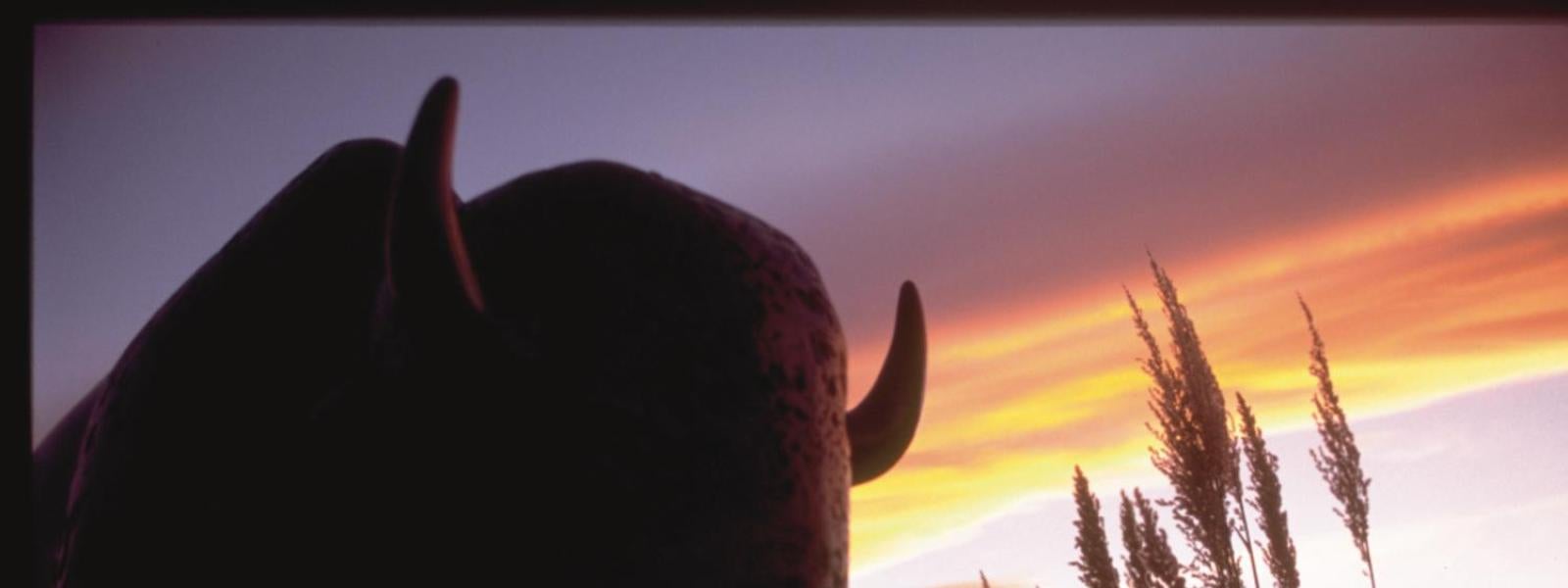 Buffalo sculpture on the CU Boulder campus