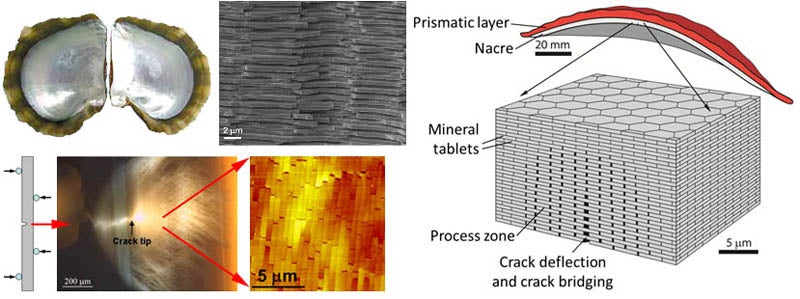 A set of 5 images. One is the inside of a shell, it is shiny and a pearl white. The second is a close up which shows grey rectangular objects stacked tightly together. Below those is a shell with a crack tip. The next image is a close up showing yellow and orange rectangular objects stacked tightly. The final image is a diagram showing the parts of the material. 